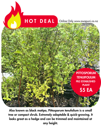 Pittosporum - Tenuifolium